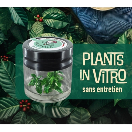 Mon caféier français : le...