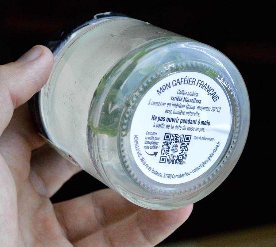 Mon caféier français : instructions de mise en pot