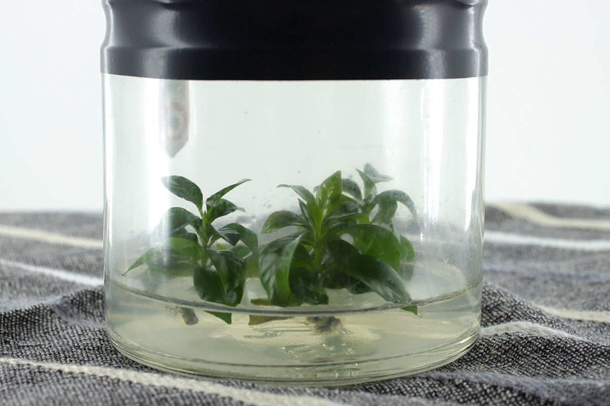 Mon caféier français : plante vivante en bocal