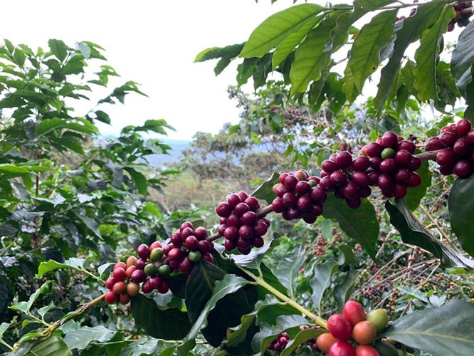 microlot de café de spécialité du Salvador