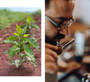 plantations de café Cornebarrieu