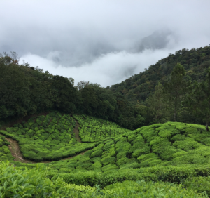 plantations de thé Acapella