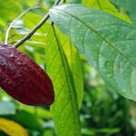 Cabosse Haïti FECCANO