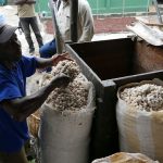Fermentation Coopérative Feccano Haïti 2
