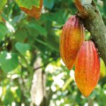 cabosse-cacao-Haïti-feccano